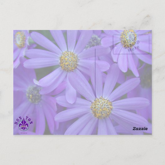 紫のデイジー – はがき#1 ポストカード (裏面)