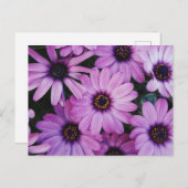 紫のデイジー ポストカード (正面/裏面)