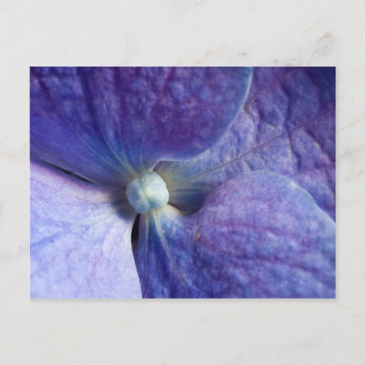 紫のハイドランジアイベントと結婚のお知らせ 案内ポストカード (正面)