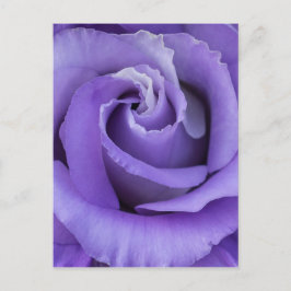 紫のバラの花のポストカード ポストカード