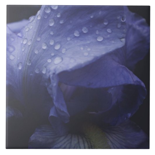 紫のバラの花 タイル (正面)