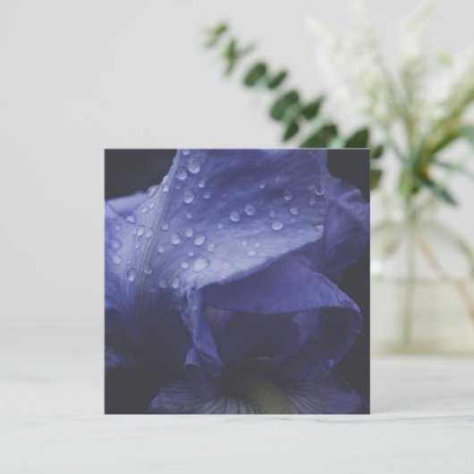 紫のバラ花 カード (スタンド正面)