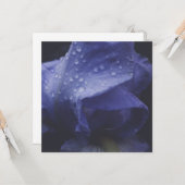 紫のバラ花 カード (正面/裏面インサイチュ)