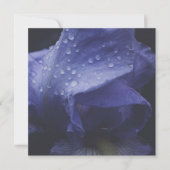 紫のバラ花 カード (正面)