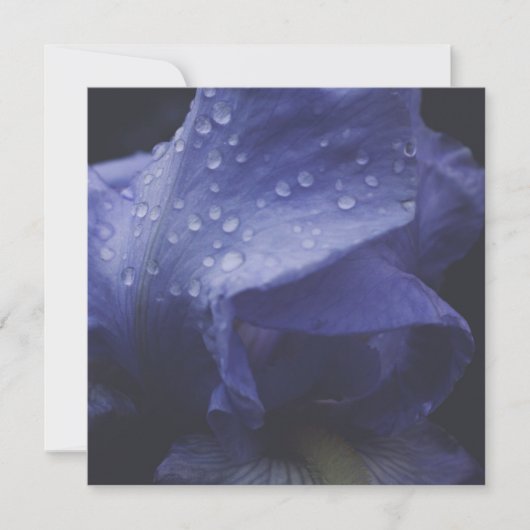 紫のバラ花 カード (正面)