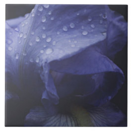 紫のバラ花 タイル