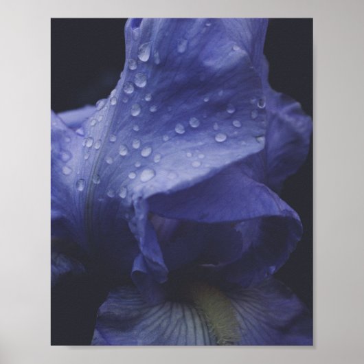 紫のバラ花 ポスター (正面)