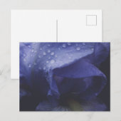 紫のバラ花 ポストカード (正面/裏面)