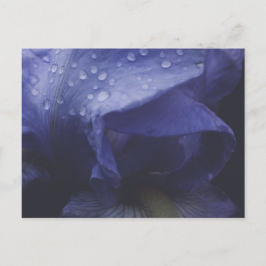 紫のバラ花 ポストカード (正面)