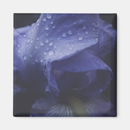 紫のバラ花 マグネット (正面)