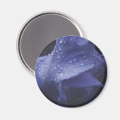 紫のバラ花 マグネット (正面/裏面)