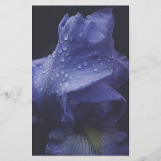 紫のバラ花 便箋 (正面)