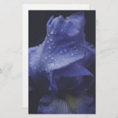 紫のバラ花 便箋 (正面/裏面)