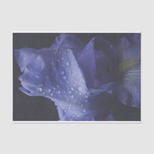 紫のバラ花 薄葉紙 (正面)