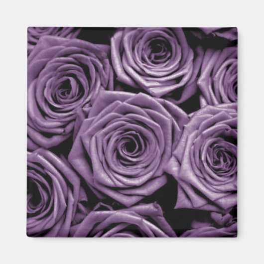 紫のバラ マグネット (正面)