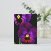 紫のパンジーのデュエット、ワシントン州花 ポストカード (スタンド正面)