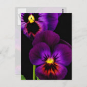 紫のパンジーのデュエット、ワシントン州花 ポストカード (正面/裏面)