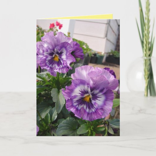 紫のパンジー写真 花 フラワーのカード カード (正面)