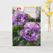 紫のパンジー写真 花 フラワーのカード カード (黄色い花)