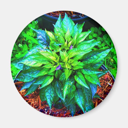 紫のピーコンペッパー マグネット (正面)