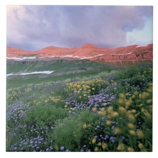 紫のフラバネ（エリゲロン·ペレグリナス）と黄 タイル (正面)