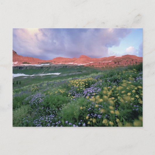 紫のフラバネ(エリゲロン·ペレグリナス)と黄 ポストカード (正面)