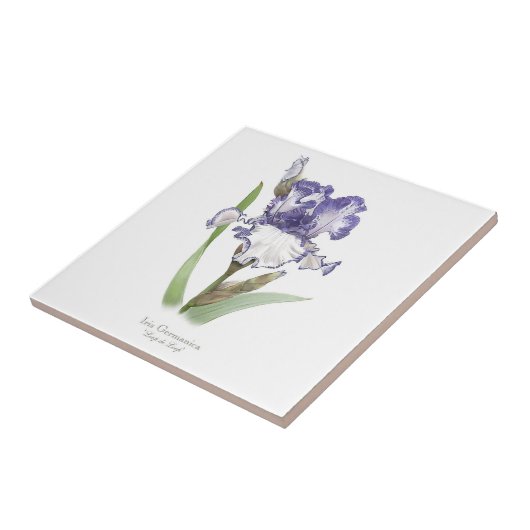 紫のフリルのアイリス　植物画風アート タイル (側面)
