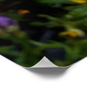 紫のフリーシア花 ポスター (角)