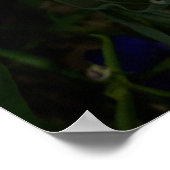 紫のフリーシア花 ポスター (角)