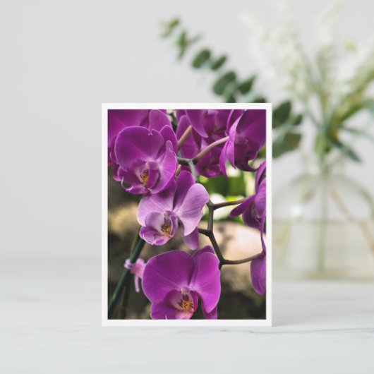 紫のラン ポストカード (スタンド正面)