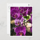紫のラン ポストカード (正面/裏面)