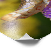 紫の上の白い孔雀の蝶開花 フォトプリント            (角)