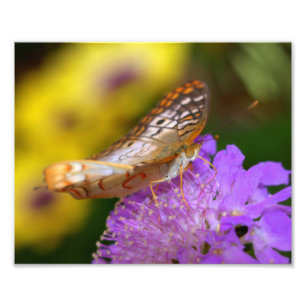 紫の上の白い孔雀の蝶開花 フォトプリント