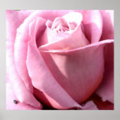 紫の喜び ポスター (正面)