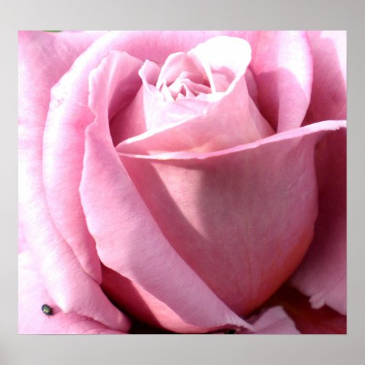 紫の喜び ポスター (正面)