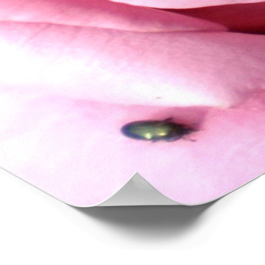 紫の喜び ポスター (角)