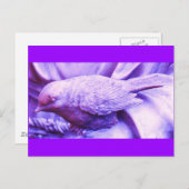 紫の小鳥 ポストカード (正面/裏面)