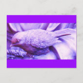 紫の小鳥 ポストカード (正面)