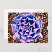 紫の情熱 ポストカード (正面/裏面)