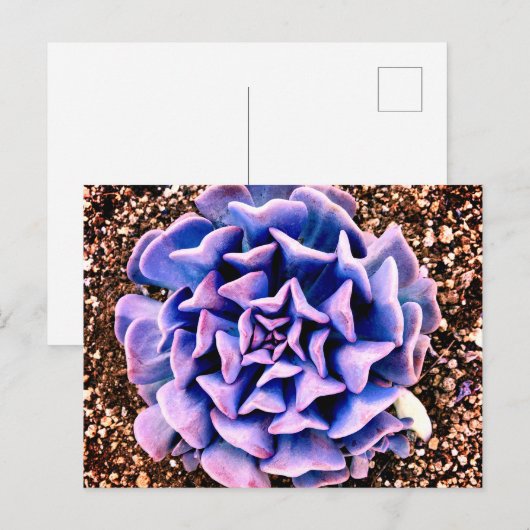 紫の情熱 ポストカード (正面/裏面)