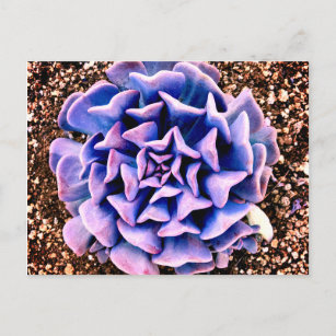 紫の情熱 ポストカード
