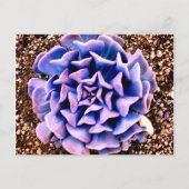 紫の情熱 ポストカード (正面)