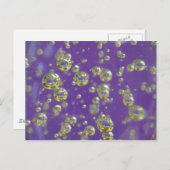 紫の感覚 ポストカード (正面/裏面)