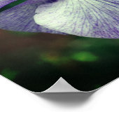 紫の日本の虹彩花が展開 ポスター (角)