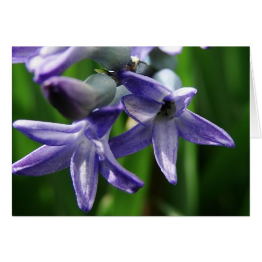 紫の春の花 (正面横)