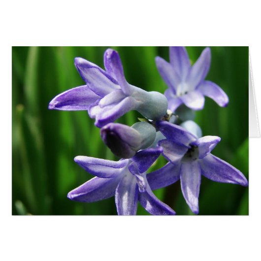 紫の春の花 (正面横)