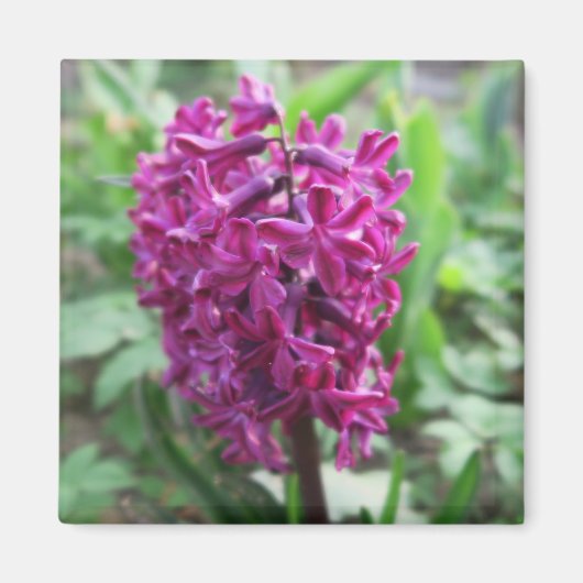 紫の春の花 マグネット (正面)