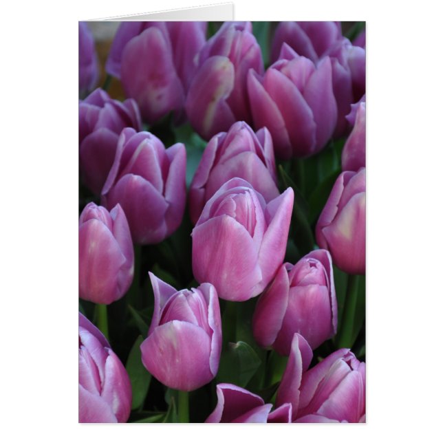 紫の春チューリップ (正面)