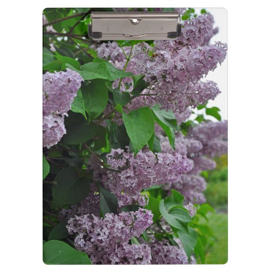 紫の春薄紫花 クリップボード (正面)