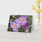 紫の春·クロカス。 カード (黄色い花)